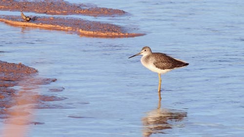 Sandpiper Stands Calmly in Coastal Waters