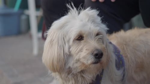 Shaggy Terrier Mix Dog Close Up