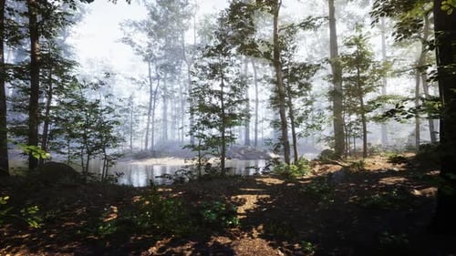 Misty Forest Landscape with Trees Reflecting in a Tranquil Pond at Dawn