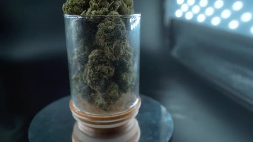 A detailed zoom out shot of a cannabis plant, marijuana flower, hybrid strains, Indica and sativa, o
