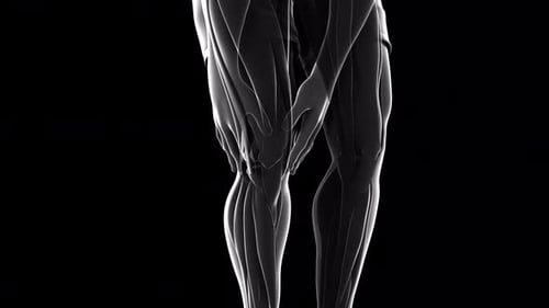 3D Human Leg Anatomy with Knee Pain Medical Animation