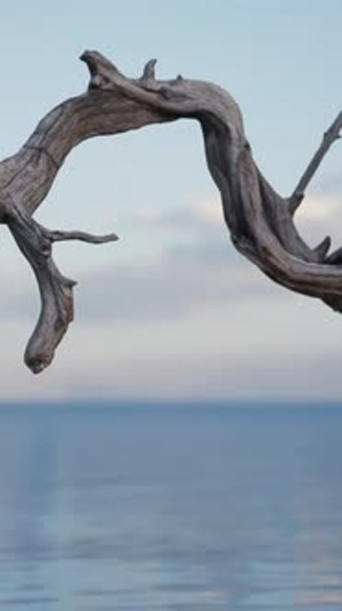 A Tree Branch Sticking Out of the Water