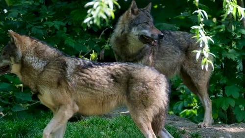 Two Wolves in a Lush Forest Habitat