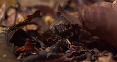 Brauner Frosch sitzt mit seiner langen Zunge unter Laub und jagt Insekten