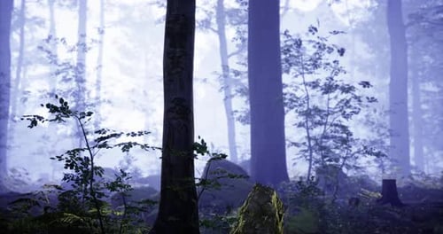 Mystical Forest Landscape Shrouded in Fog During Early Morning Light