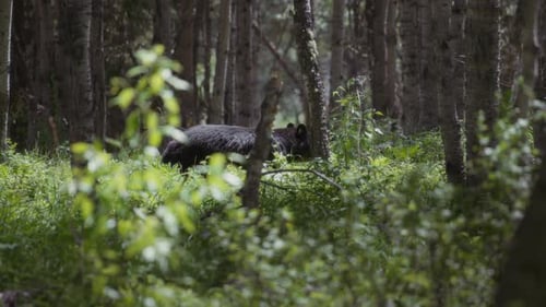 Sun shining on a walking black bear in the middle of the woods
