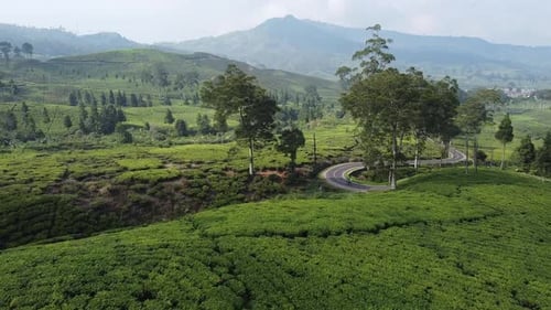 Drone View Of Tea Garden Landscape