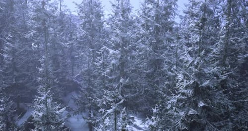 Snow Covered Forest Landscape in Winter Showcasing Towering Pine Trees