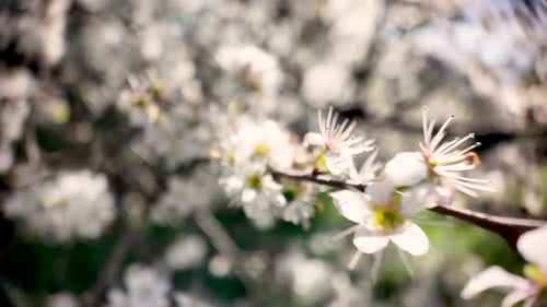Spring Awakening Shot Floral Beauty And Renewal Blossoming Tree Branch With Delicate White Flowers
