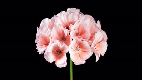 Pink Pelargonium Flowers Blooming in Time Lapse on a Green Leaves Background. Beautiful Neon Cream
