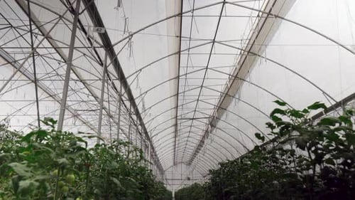 Vegetable plants growing in hydroponic Greenhouse. Crane shot with tilt down of rows of green cucumb
