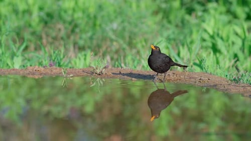 Common blackbird