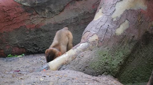 A Baby Chimpanzee is Playing Near a Tree The Concept of a Series of Primates