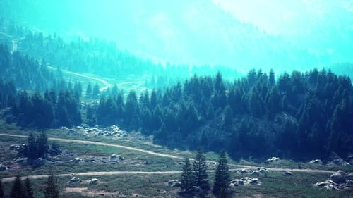Winding Road in the Mountains with Pine Forest