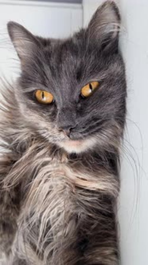 Fluffy Gray Cat Resting in Front of Door