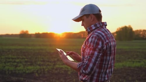 Farmer Man with Tablet Check Organic Green Field Wheat Sunset Spring Farming Agriculture Harvesting