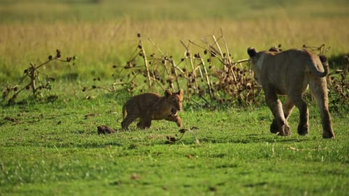 Slow Motion Shot of Small young baby lion cubs playing with twigs and branches in the lush landscape