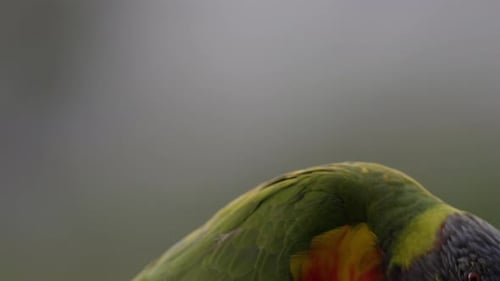 Bunter Regenbogen-Lorikeet-Papagei, der sich bei Sonnenuntergang im schönen Licht entspannt