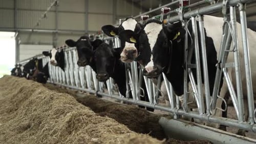 Cows on a diary farm eating. Cattle of cows