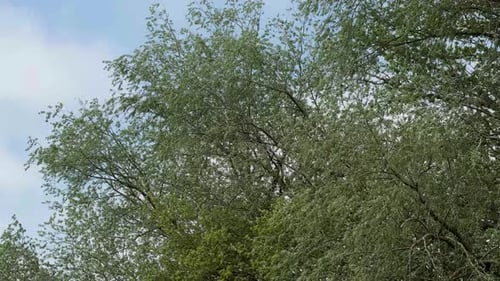 Starker Wind weht auf Bäume mit Frühlingswachstum und Blättern an einem strahlend sonnigen Tag.