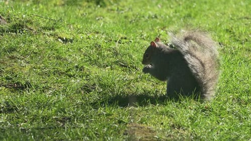 Graues Eichhörnchen frisst Nüsse, an sonnigen Frühlingstagen. Linker Rahmen.
