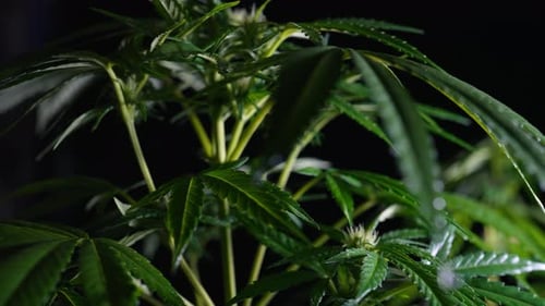Sativa Marijuana Plant Closeup Indica Rasterized Herbal Cannabis Leaf Macro