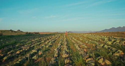 Bauernhof, Natur und Drohne einer Person, die im Feld für die Natur wächst, Entwicklung mit Gras