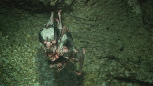 Mehrere Vampirfledermäuse hängen kopfüber an der Decke der Höhle