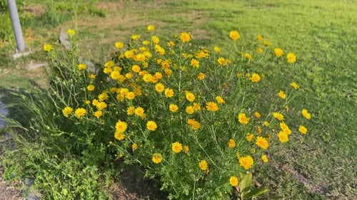 Yellow Flowers Blooming in a Summer Field