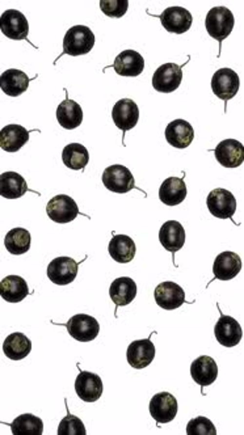 Falling Dark Berries on White Seamless Loop Background
