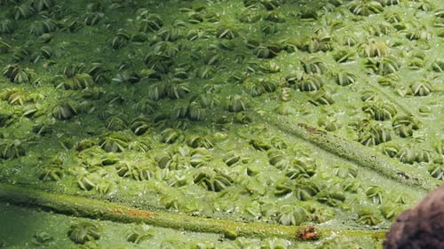 Des mauvaises herbes aquatiques d'un vert vif flottent à la surface du lac, roulant sous l'effet de la houle
