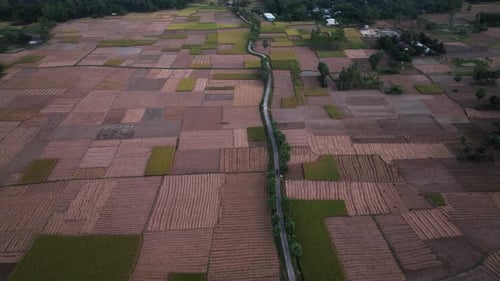 Aerial view of agricultural fields, Bangladesh.