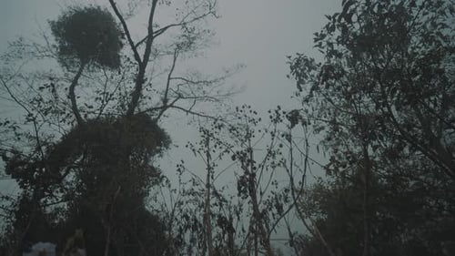 Tall dry trees in a misty forest during a foggy day in the mountains - tilt up shot