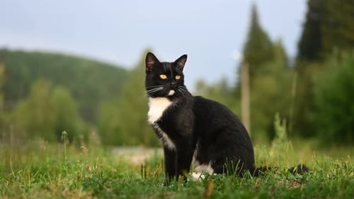 Alert Cat Sitting in a Green Meadow