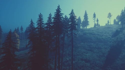 Evergreen Fir Trees with Cones Peaks of French Alps Mountains