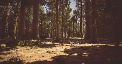 Tall Trees Create a Serene Atmosphere in a Quiet Forest Setting