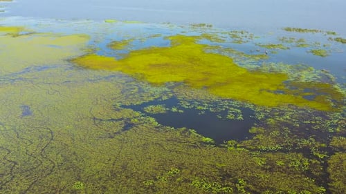 La surface du lac avec des plantes et des lentilles d'eau