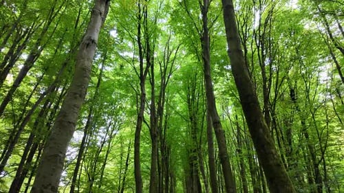Dense forest with tall tree trunks and bright green canopy in natural daylight