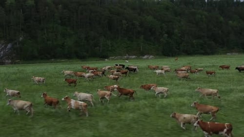Rinder galoppieren über ein üppiges Feld: eine Montage des ländlichen Lebens
