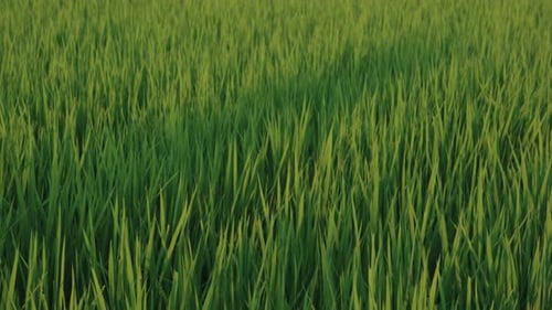 Wind weht an einem warmen Sommernachmittag durch ein volles Reisfeld