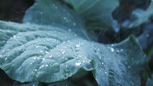 Closeup of Сabbage Leaves Under the Rain Cabbage Bushes with Green Leaves on the Ground