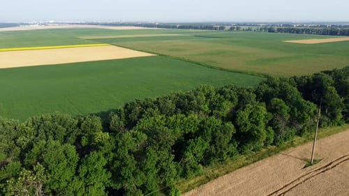 Agricultural Fields Field with Ripe Wheat and Other Different Agricultural Crops