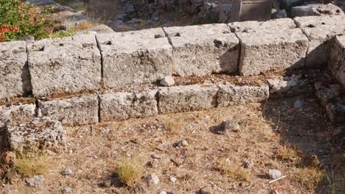 Wild tortoise enjoying the ruins of Delphi, Greece