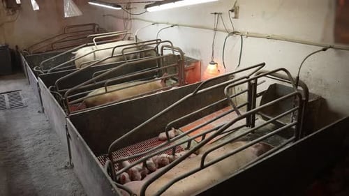 Élevage et alimentation des porcelets à la ferme