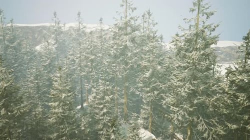 A Winter Wonderland in a Snowy Forest