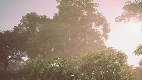 Golden Sunlight Filtering Through Green Forest Trees