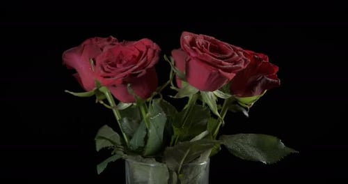 Glass with Red Roses