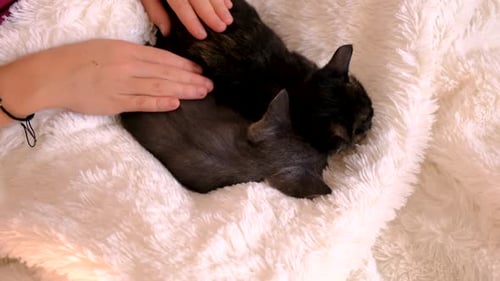 Child Affectionately Petting Two Kittens on White Blanket