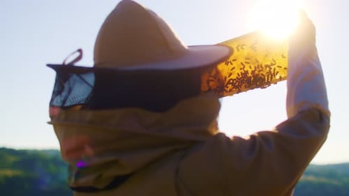 Apiarist Inspecting Beehive Frame in Sunrise Beekeeper Sweeps Out Bees From Honeycomb with Brush to