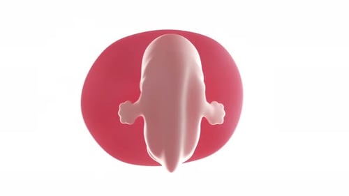Human fetus development sequence showing stages of growth and life